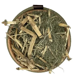 گیاه دم اسب